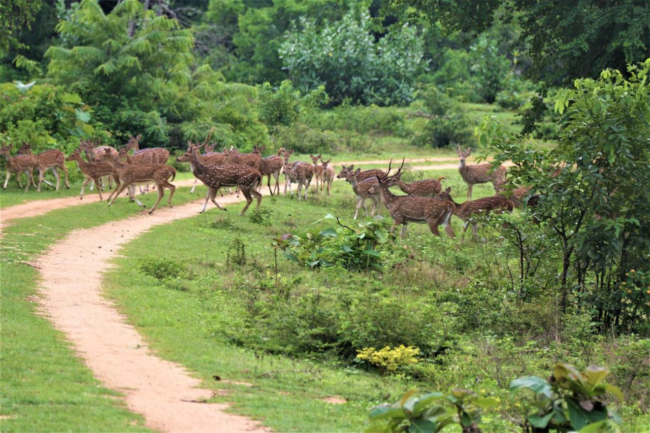 Yala Safari River View Hotel ทิซซามาฮารามา ภายนอก รูปภาพ